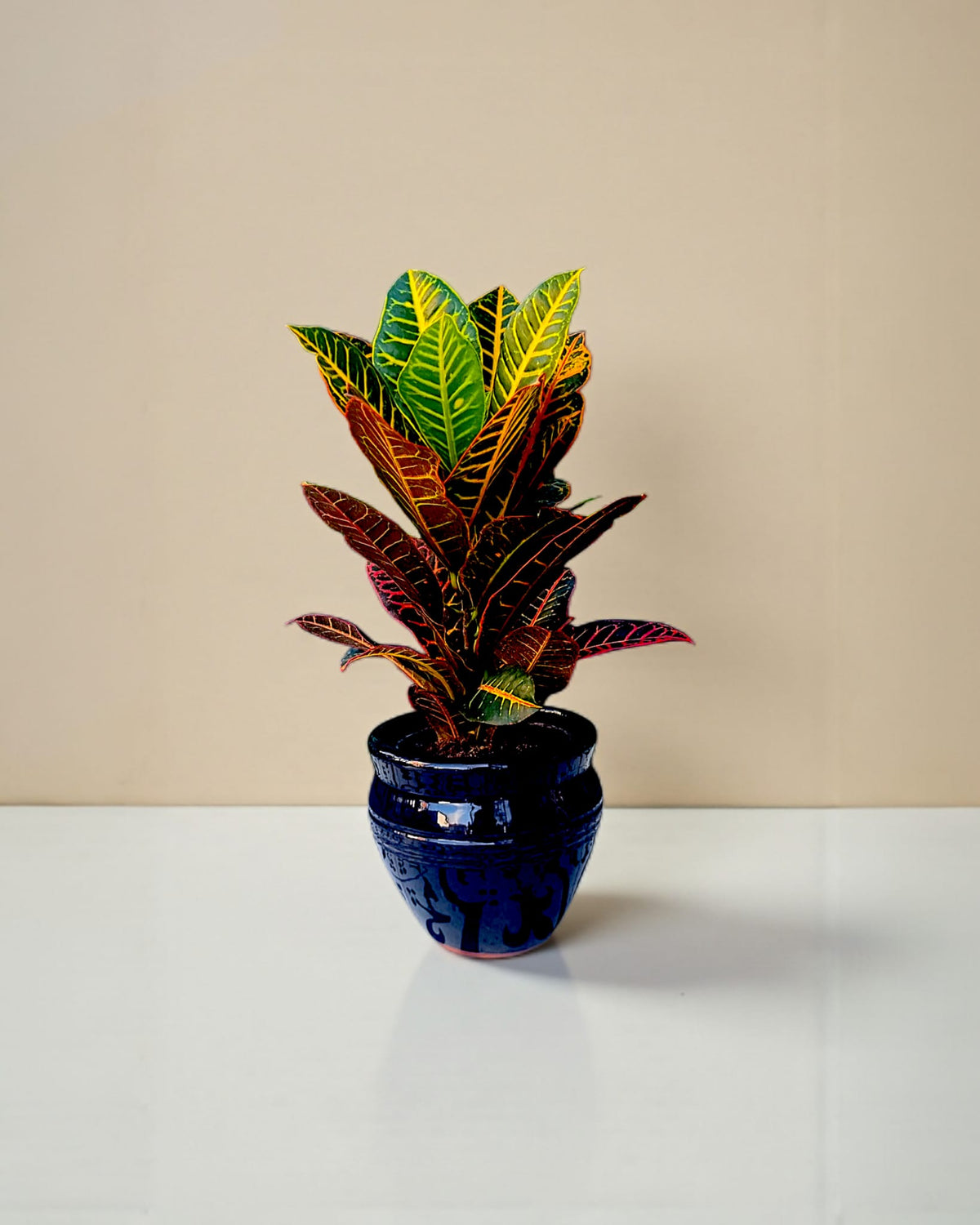 Küp Saksıda Croton Bitkisi