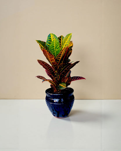 Küp Saksıda Croton Bitkisi