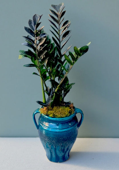 Kulplu Küp Saksıda Zamia Bitkisi