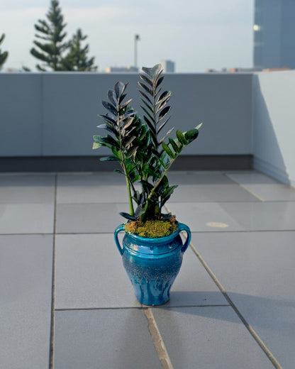 Kulplu Küp Saksıda Zamia Bitkisi