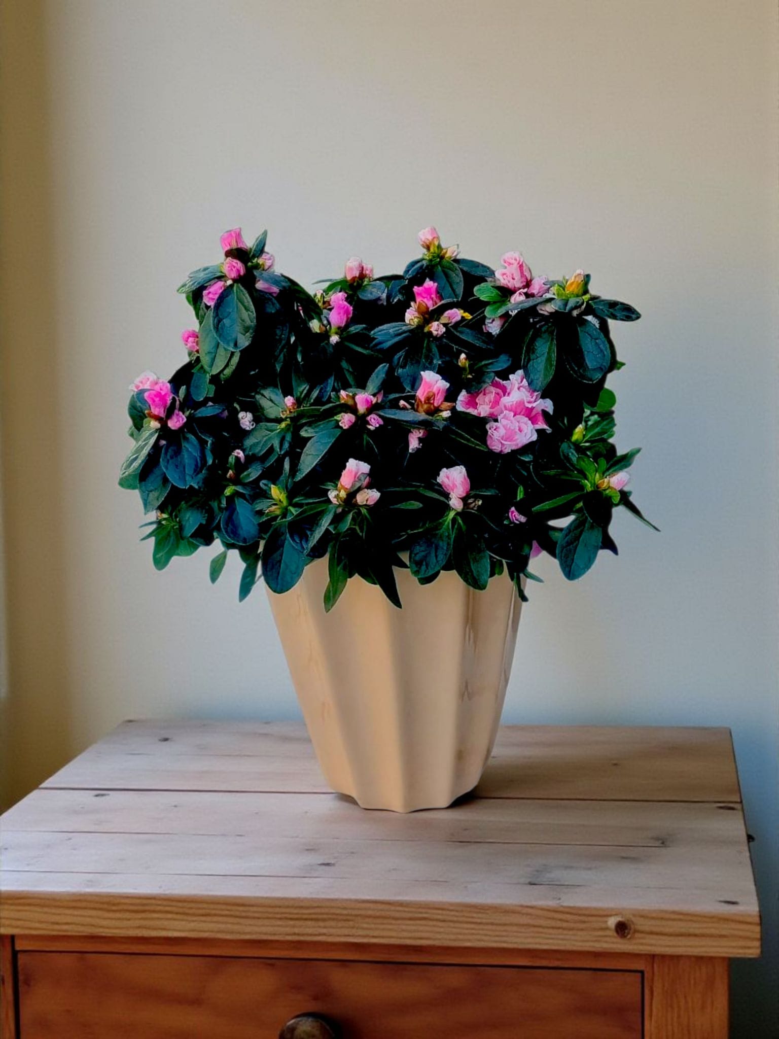 Blossom Charm Açelya Saksı Çiçeği - Çiçeklendir