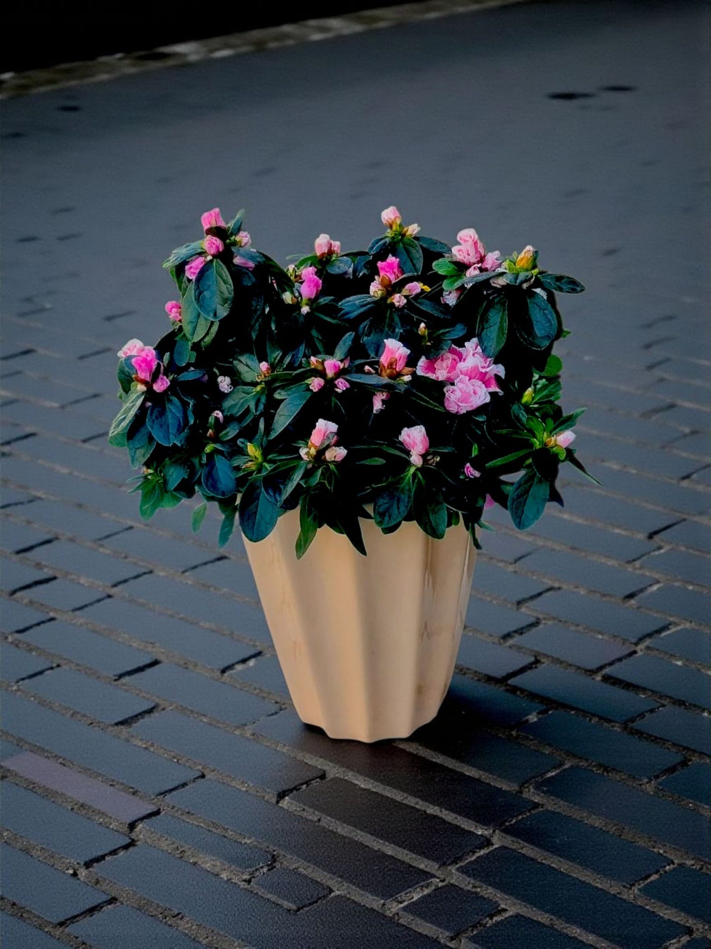 Blossom Charm Açelya Saksı Çiçeği - Çiçeklendir