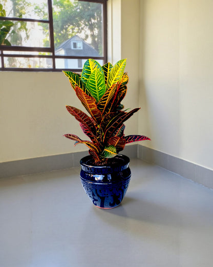 Küp Saksıda Croton Bitkisi