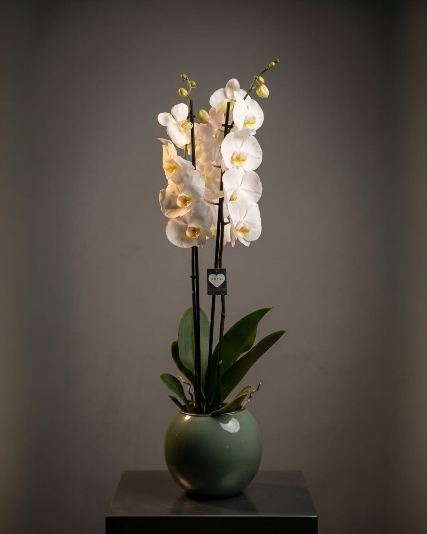 Pure Elegance Orchid Modern Cam Vazoda Çift Dallı Beyaz Orkide Zarafeti