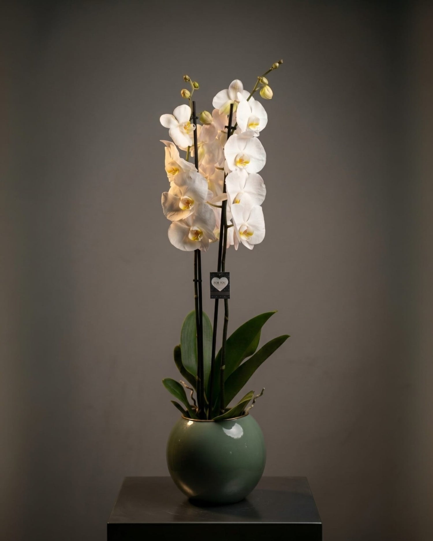 Pure Elegance Orchid Modern Cam Vazoda Çift Dallı Beyaz Orkide Zarafeti
