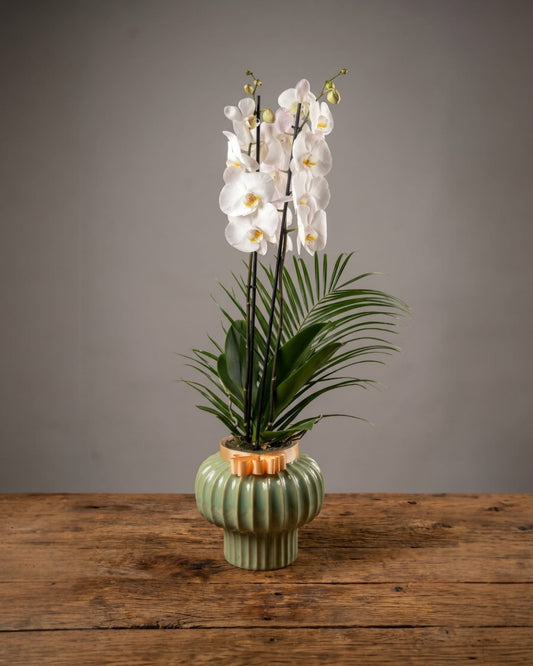 Emerald Elegance Orchid  Seramikte Çift Dallı Beyaz Orkide Zarafeti