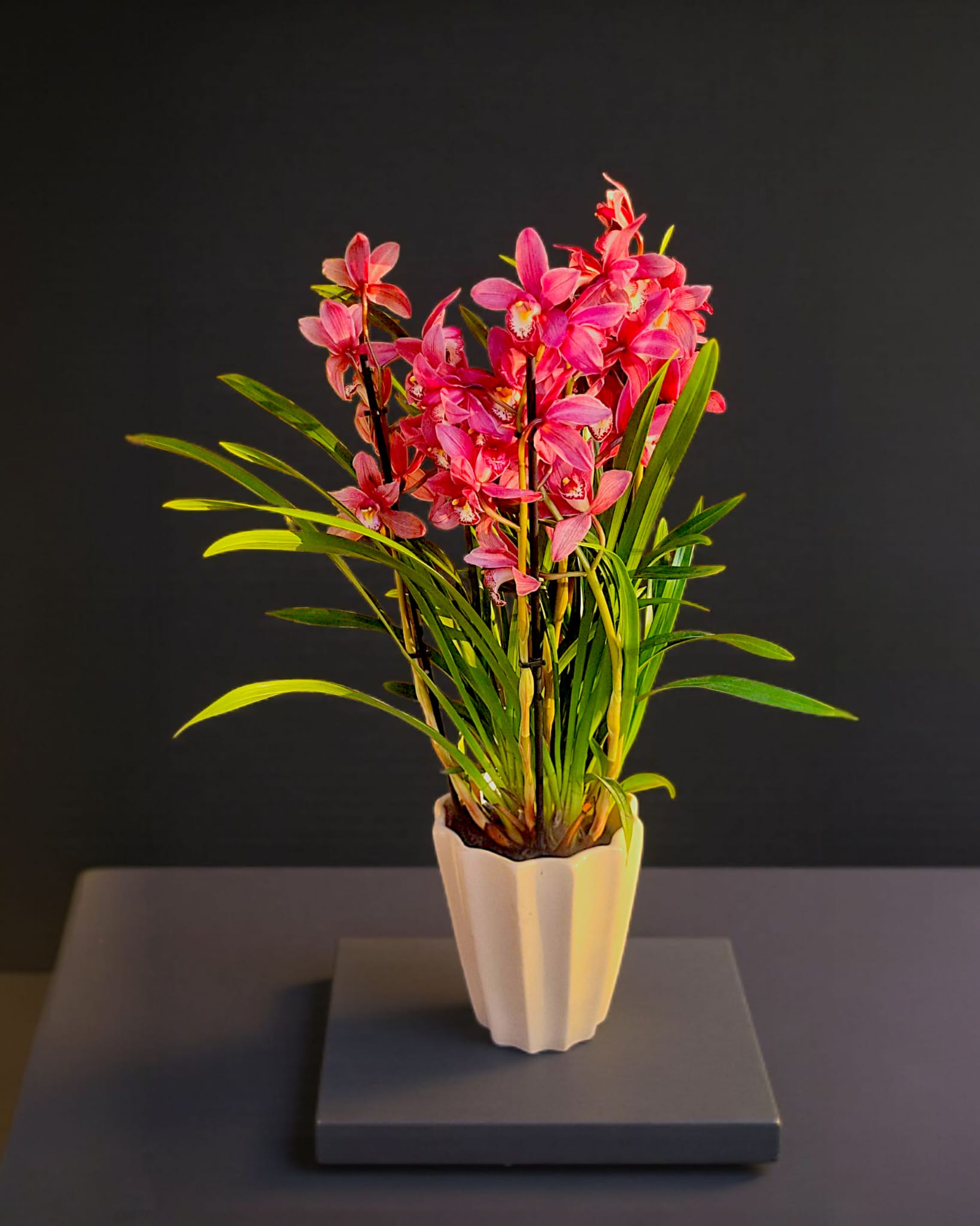 Pink Aura Cymbidium Orkide - Çiçeklendir