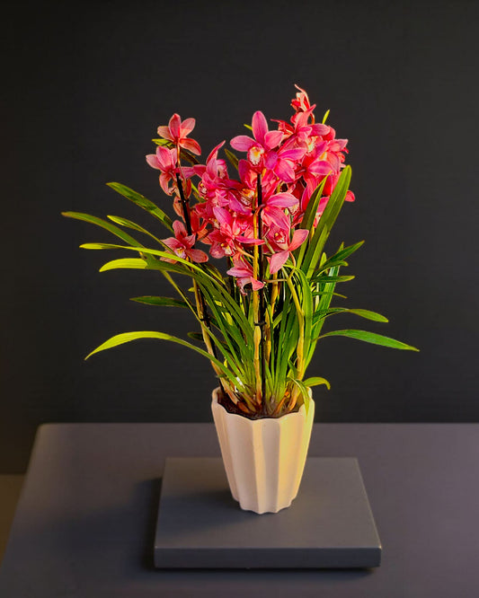 Pink Aura Cymbidium Orkide