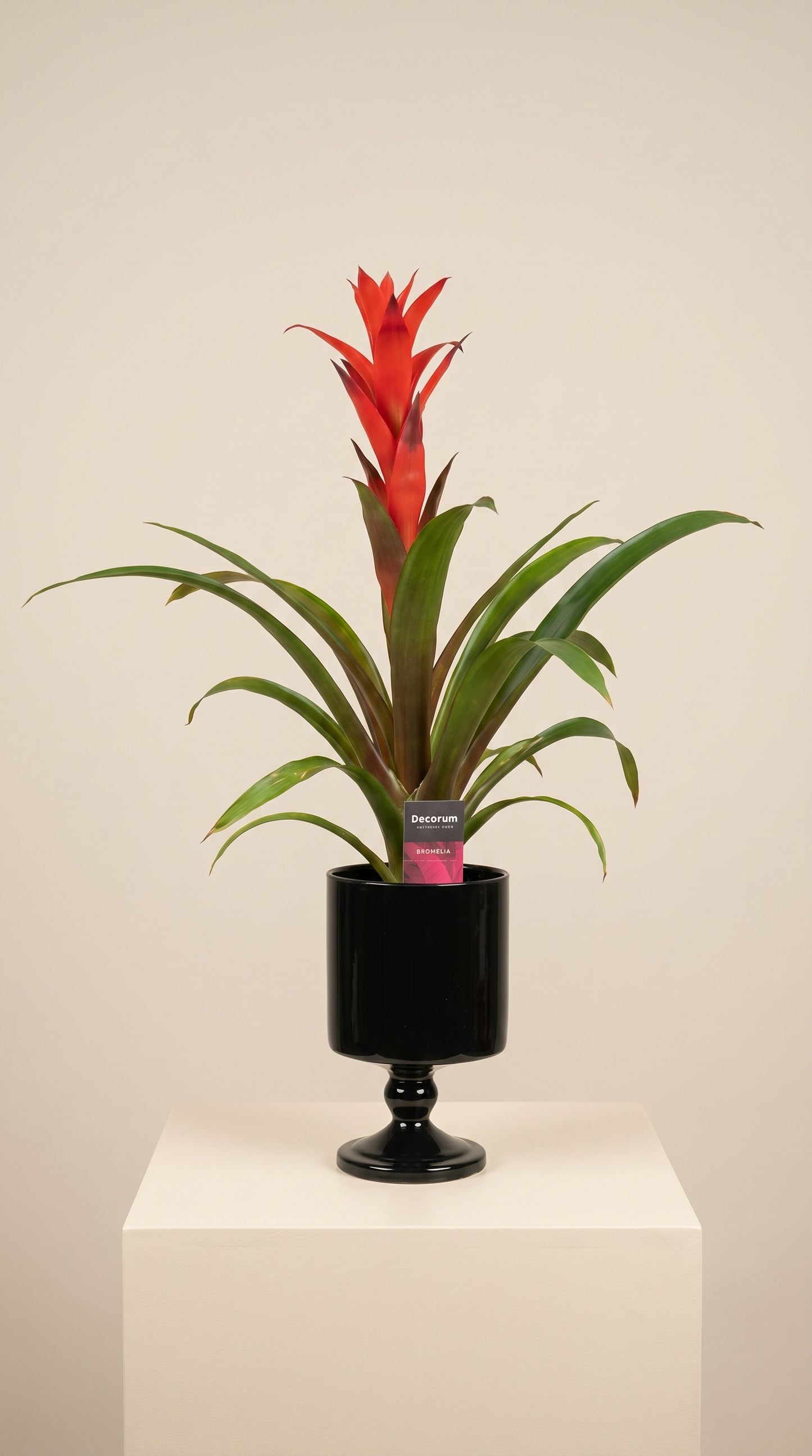 Scarlet Flame Guzmania Cam Vazoda Kırmızı Guzmanya