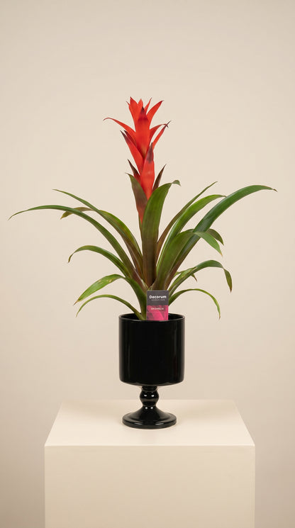 Scarlet Flame Guzmania Cam Vazoda Kırmızı Guzmanya