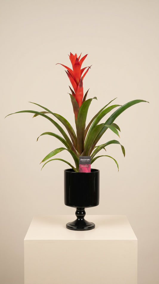 Scarlet Flame Guzmania Cam Vazoda Kırmızı Guzmanya