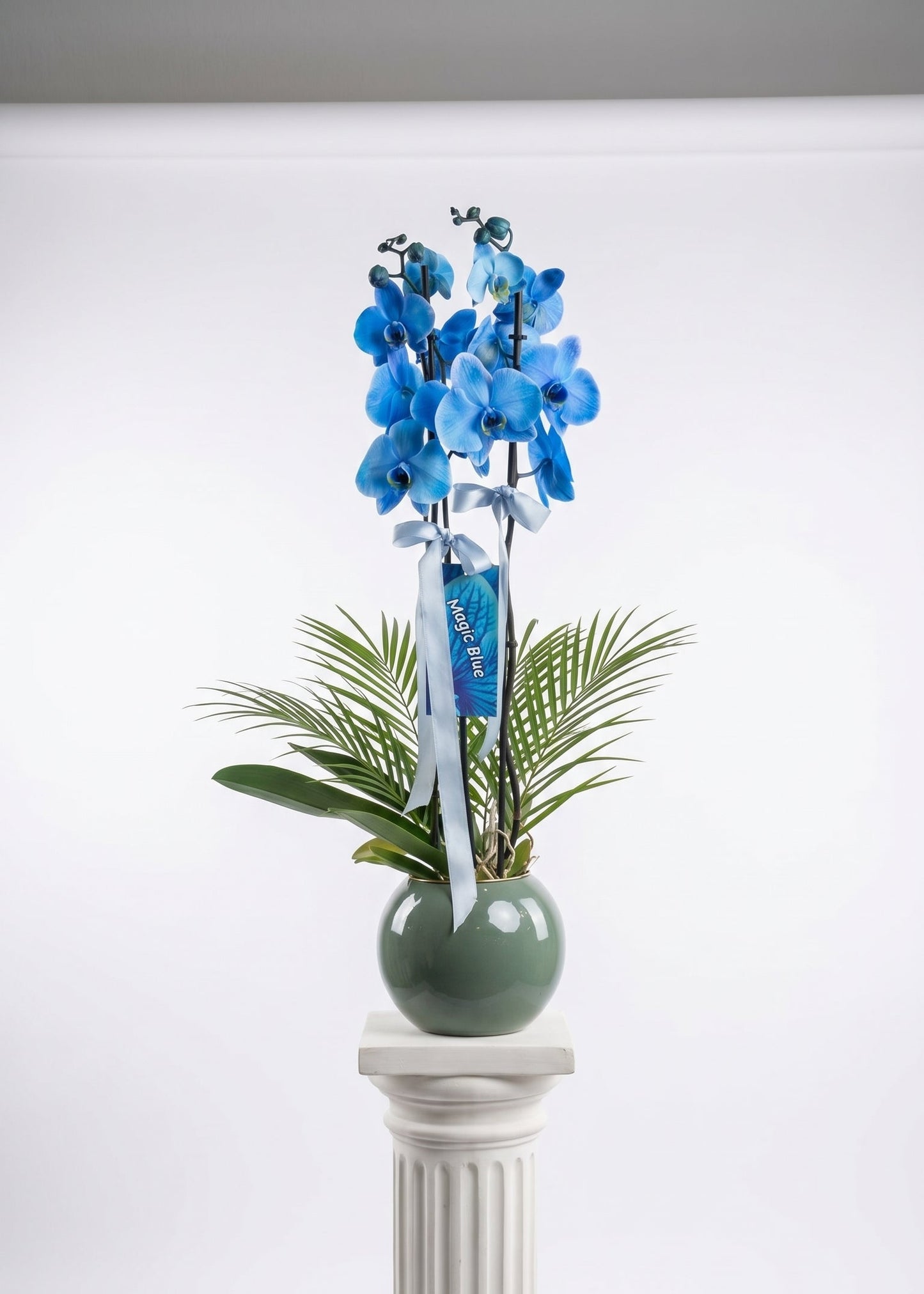 Azure Royal Orchid Çift Dallı Mavi Orkide