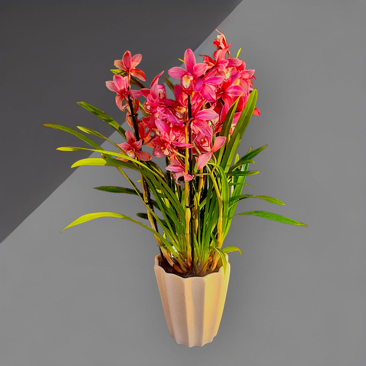 Pink Aura Cymbidium Orkide