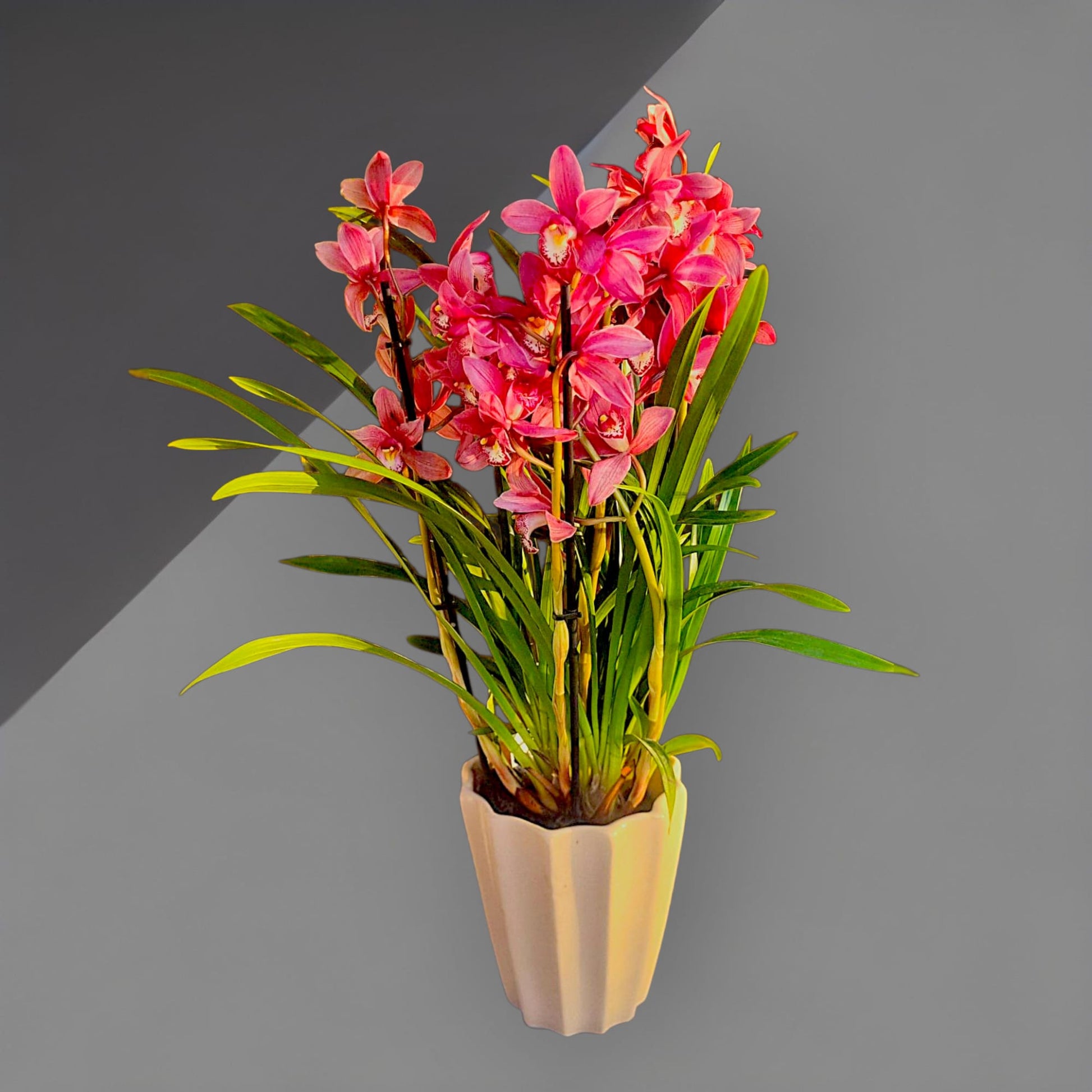 Pink Aura Cymbidium Orkide - Çiçeklendir