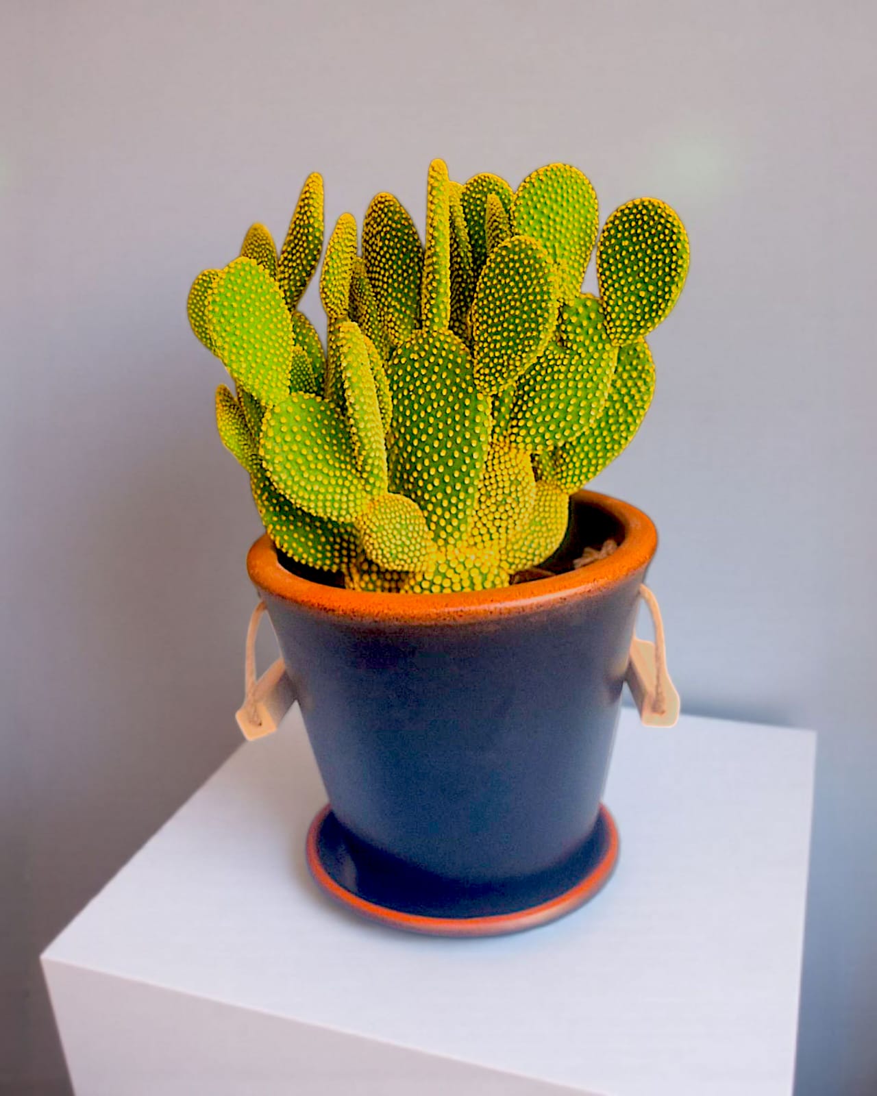 Golden Bunny – Tavşan Kulağı Kaktüsü (Opuntia Microdasys) - Çiçeklendir