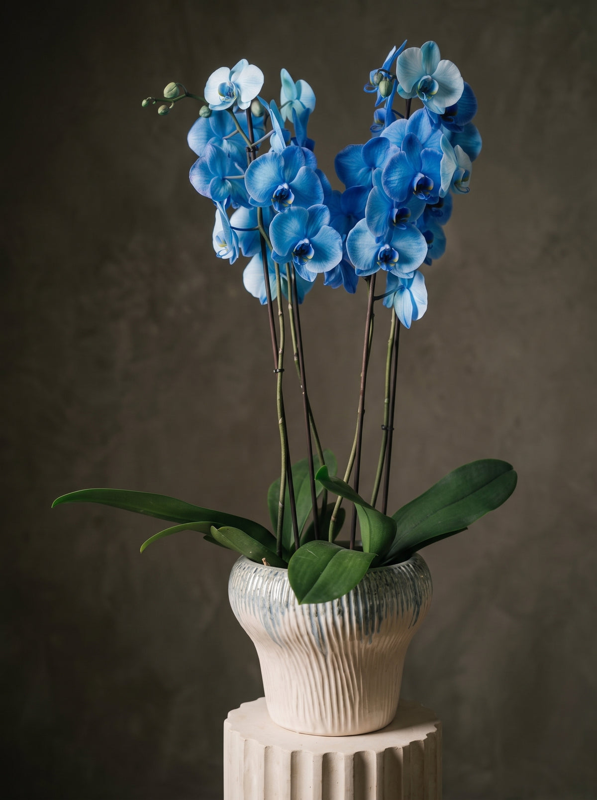 Azure Royal Orchid Mavi Phalaenopsis Orkide – Ankara orkide siparişi, aynı gün teslim