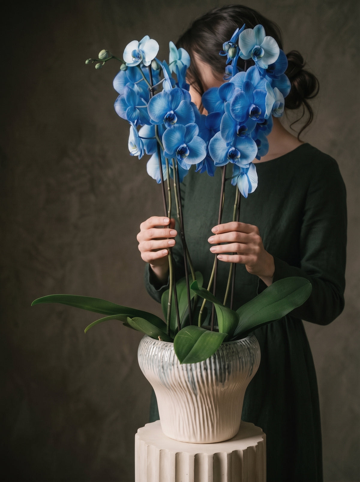 Azure Royal Orchid Mavi Phalaenopsis Orkide – zarif hediye paketi, Çiçeklendir Ankara