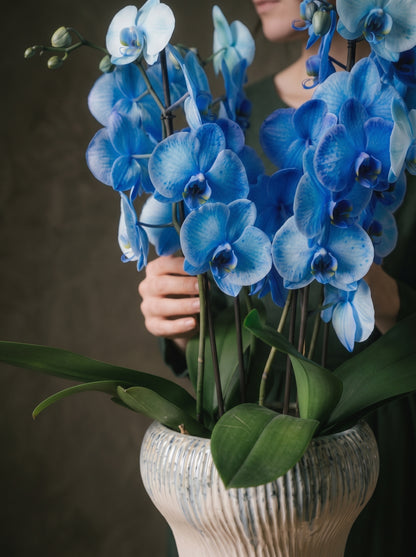 Azure Royal Orchid Mavi Phalaenopsis Orkide yakın çekim detay – Ankara çiçekçi