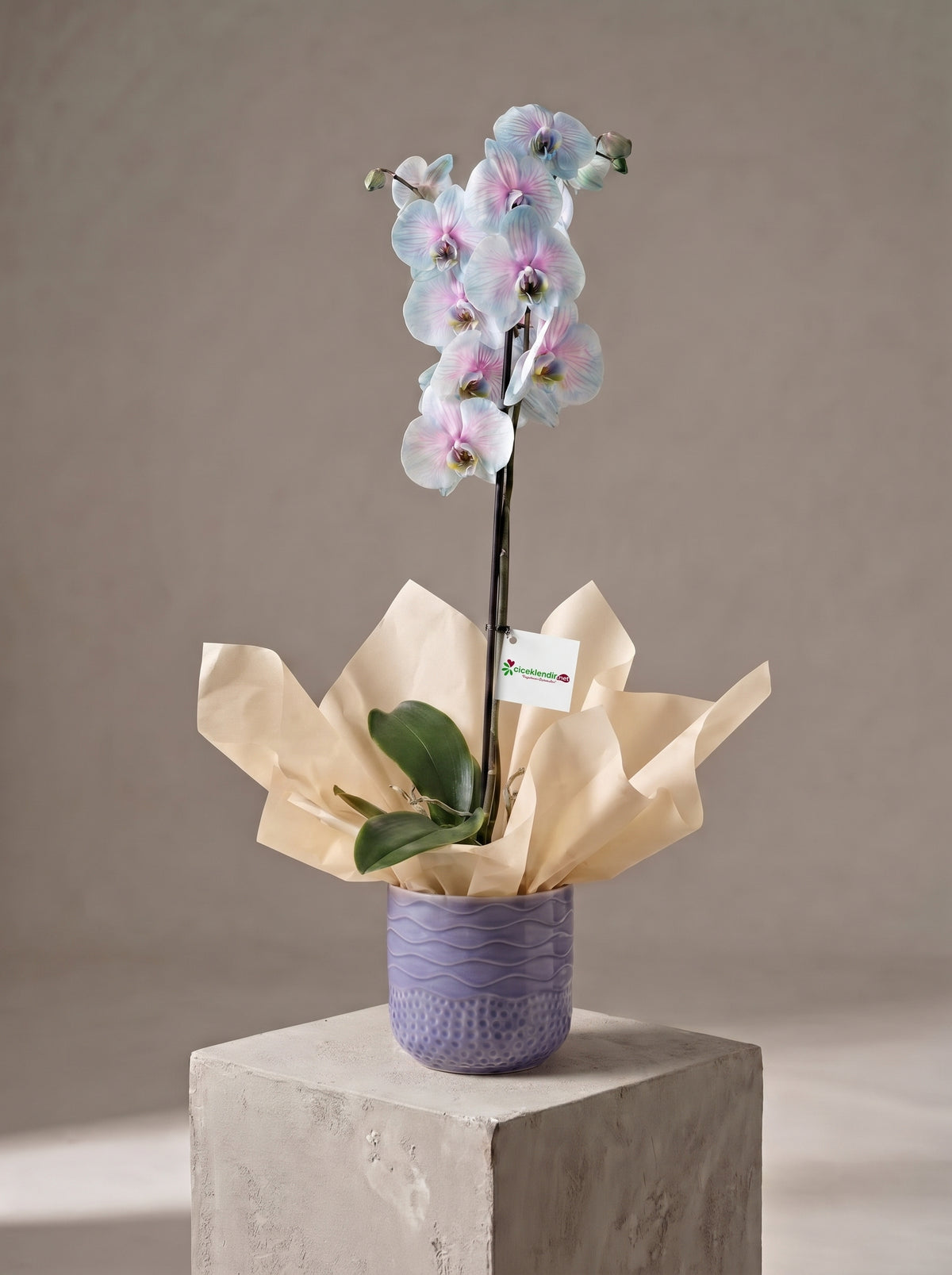 Lavender Pearl Orchid Lila Seramik Vazoda Mavi Pembe Phalaenopsis Orkide – Ankara orkide siparişi, aynı gün teslim