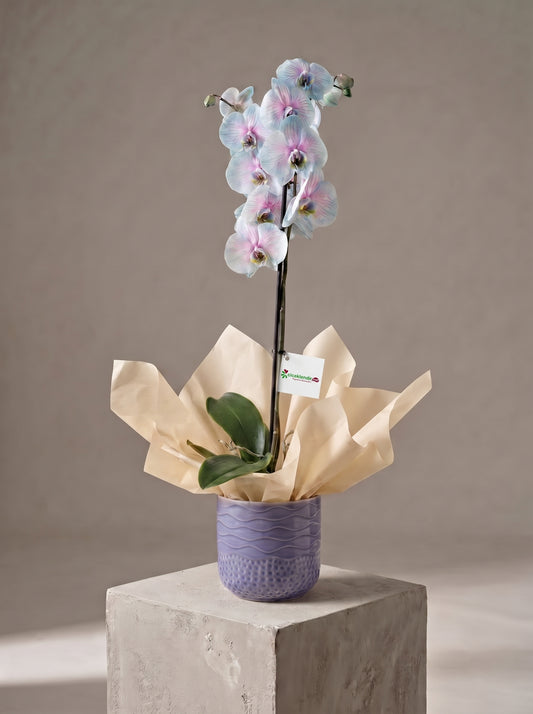 Lavender Pearl Orchid Lila Seramik Vazoda Mavi Pembe Phalaenopsis Orkide – Ankara orkide siparişi, aynı gün teslim