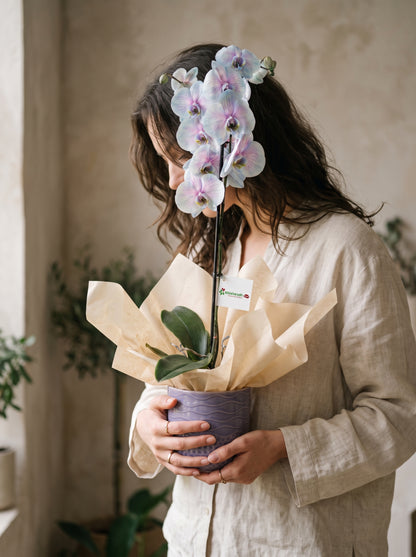 Lavender Pearl Orchid Lila Seramik Vazoda Mavi Pembe Phalaenopsis Orkide – zarif hediye paketi, Çiçeklendir Ankara
