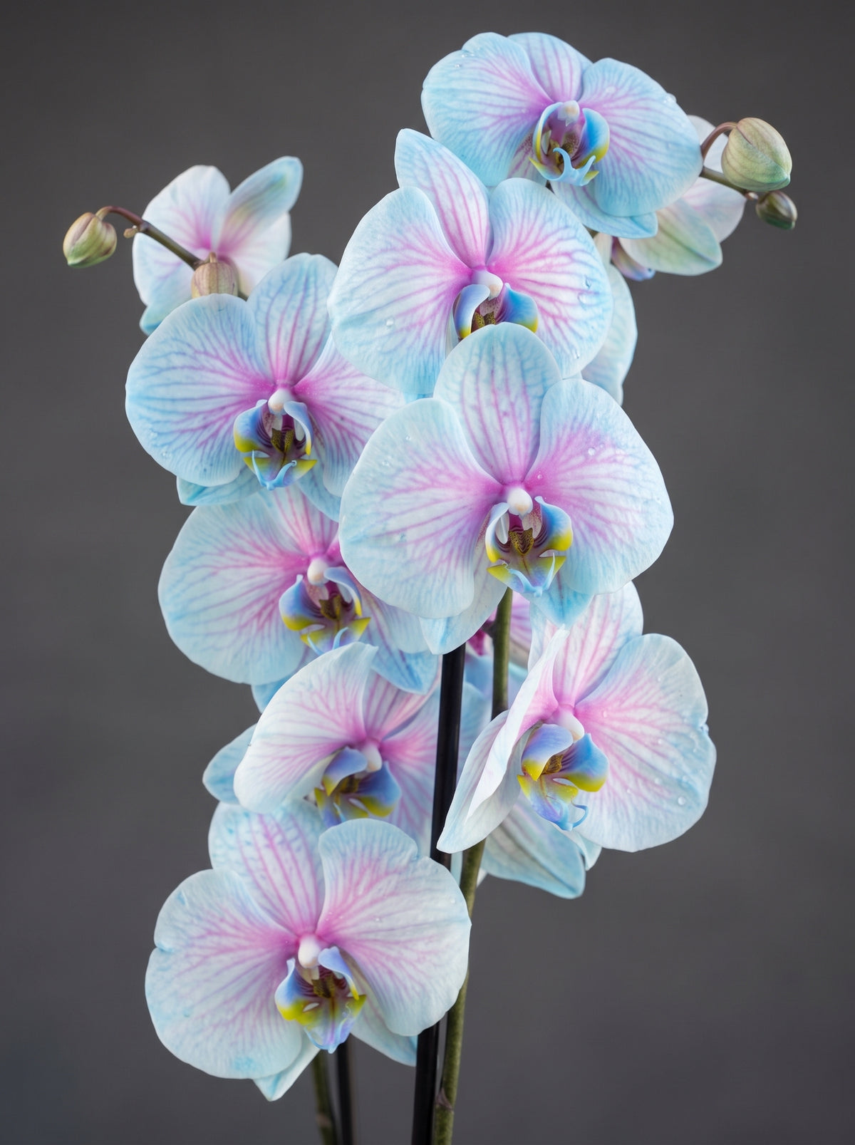 Lavender Pearl Orchid Lila Seramik Vazoda Mavi Pembe Phalaenopsis Orkide yakın çekim detay – Ankara çiçekçi