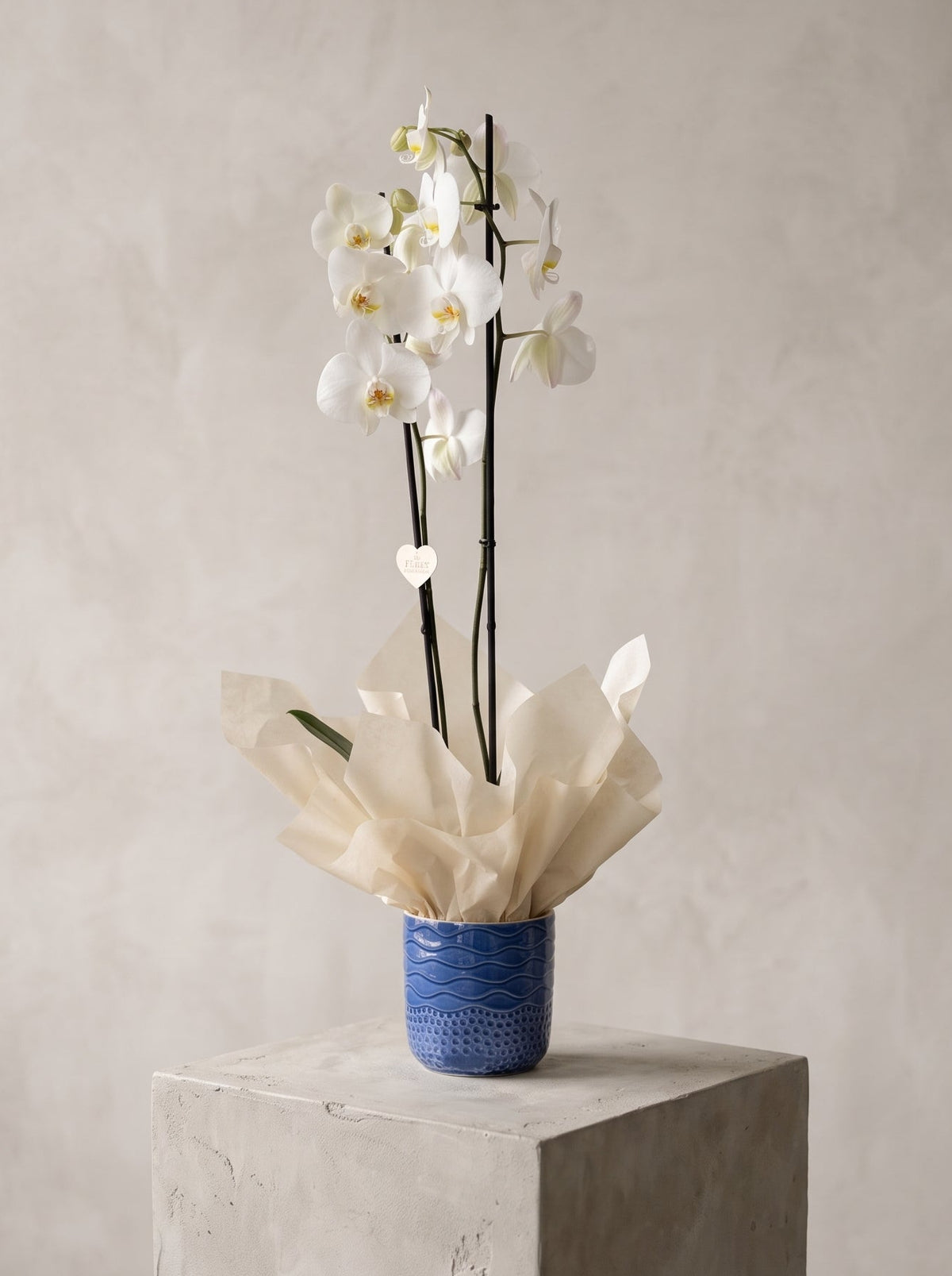 Royal Snow Orchid Mavi Seramik Vazoda Çift Dallı Beyaz Phalaenopsis Orkide – Ankara orkide siparişi, aynı gün teslim
