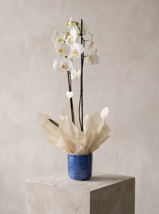 Royal Snow Orchid Mavi Seramik Vazoda Çift Dallı Beyaz Phalaenopsis Orkide – Ankara orkide siparişi, aynı gün teslim