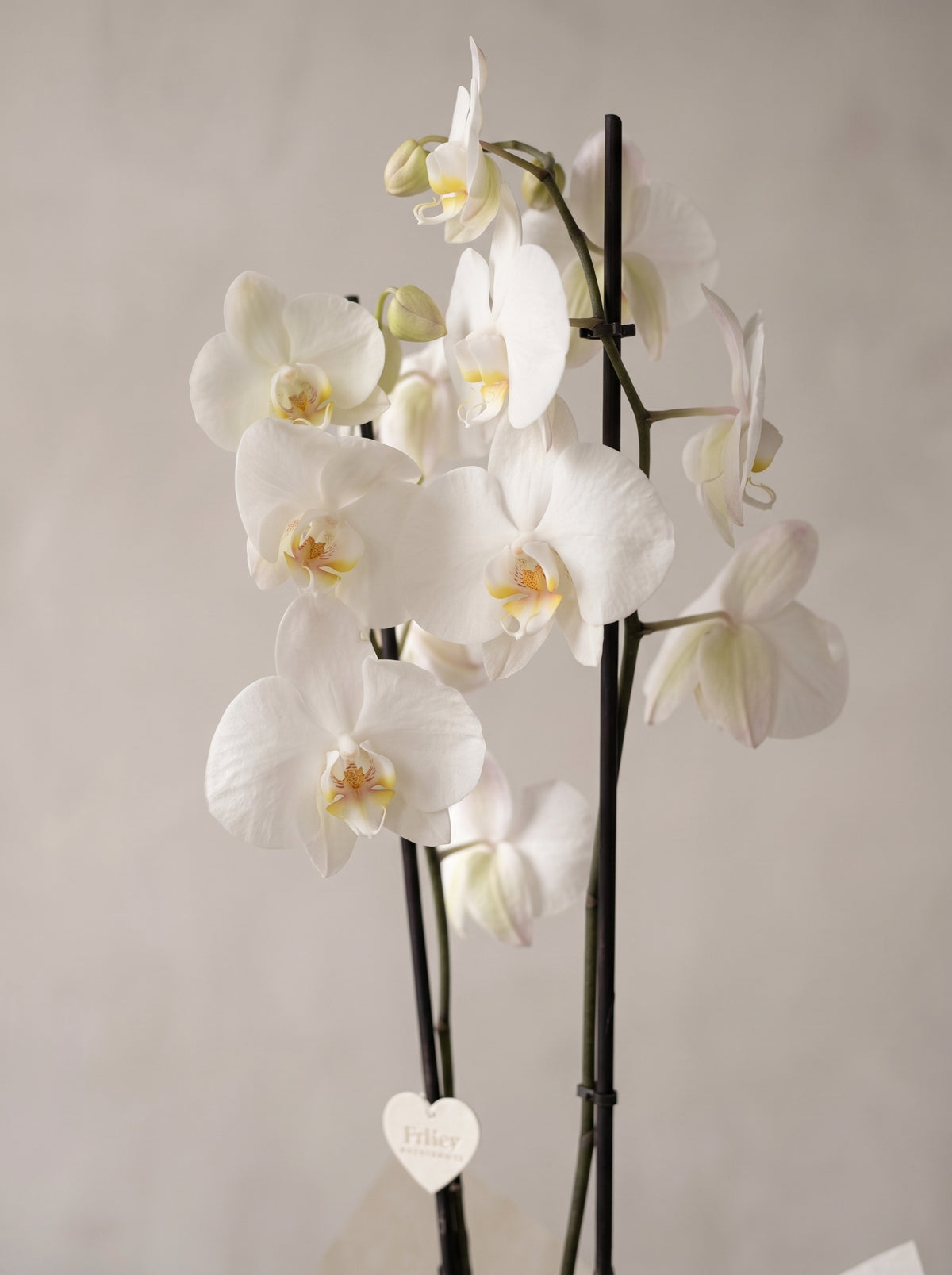 Royal Snow Orchid Mavi Seramik Vazoda Çift Dallı Beyaz Phalaenopsis Orkide yakın çekim detay – Ankara çiçekçi