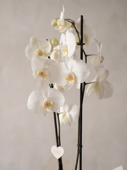 Royal Snow Orchid Mavi Seramik Vazoda Çift Dallı Beyaz Phalaenopsis Orkide yakın çekim detay – Ankara çiçekçi