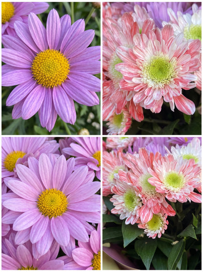 Pink Blossom Harmony  Turuncu ve Lila Krizantem Buketi