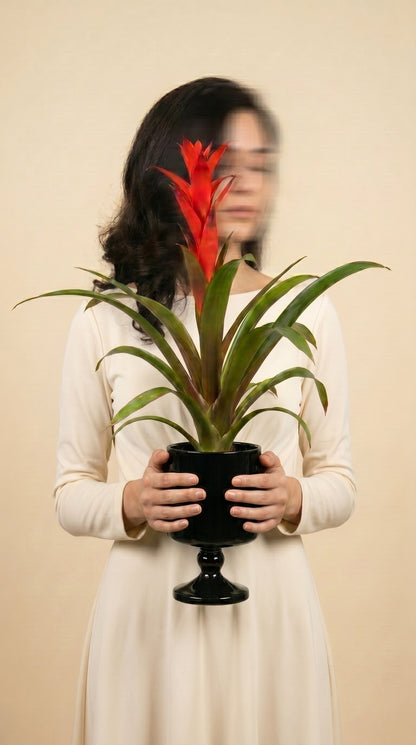 Scarlet Flame Guzmania Cam Vazoda Kırmızı Guzmanya