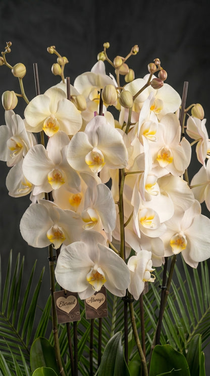 Royal Orchid Garden Beyaz Seramikte Beyaz Orkide Bahçesi