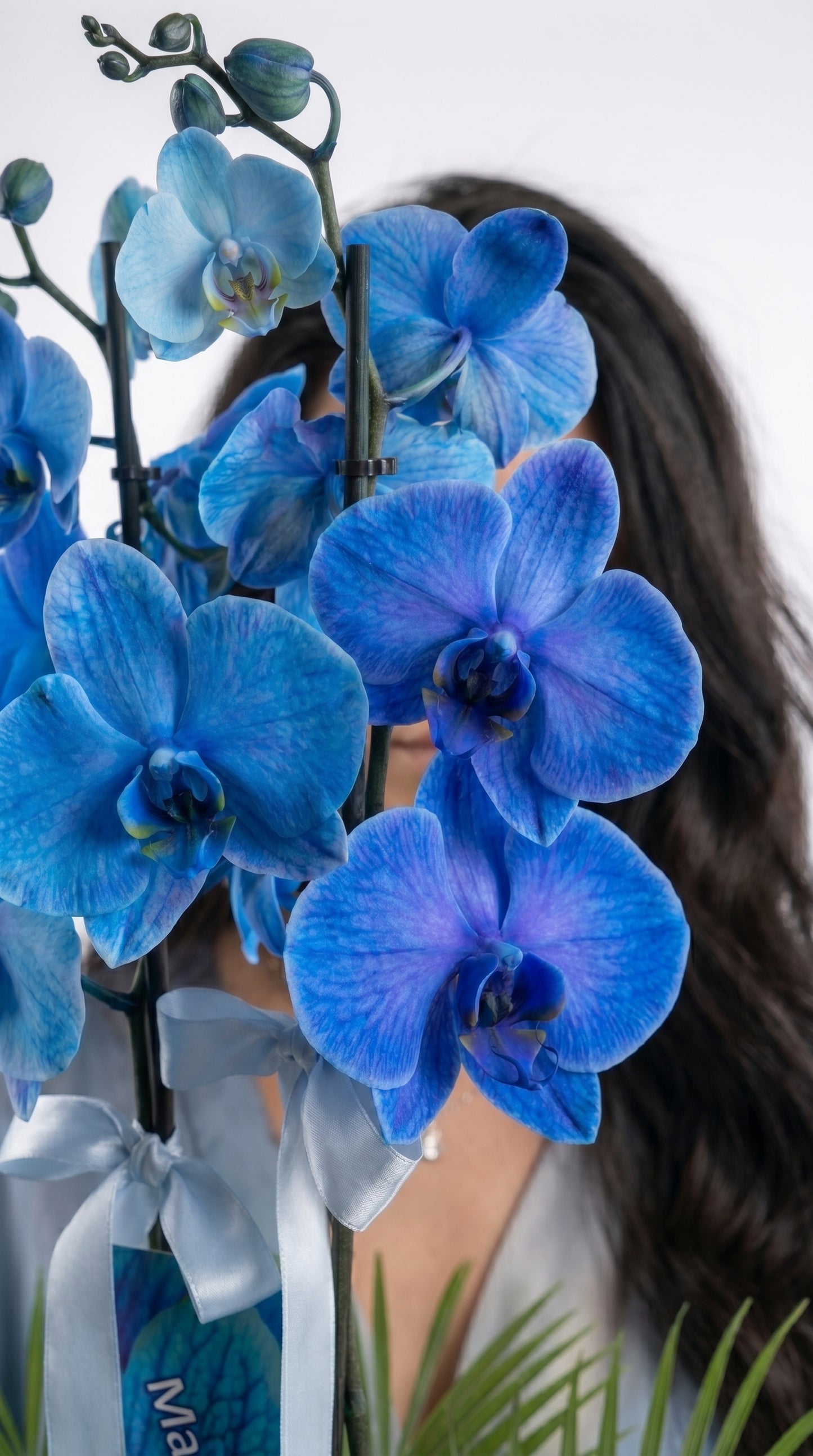 Azure Royal Orchid Çift Dallı Mavi Orkide