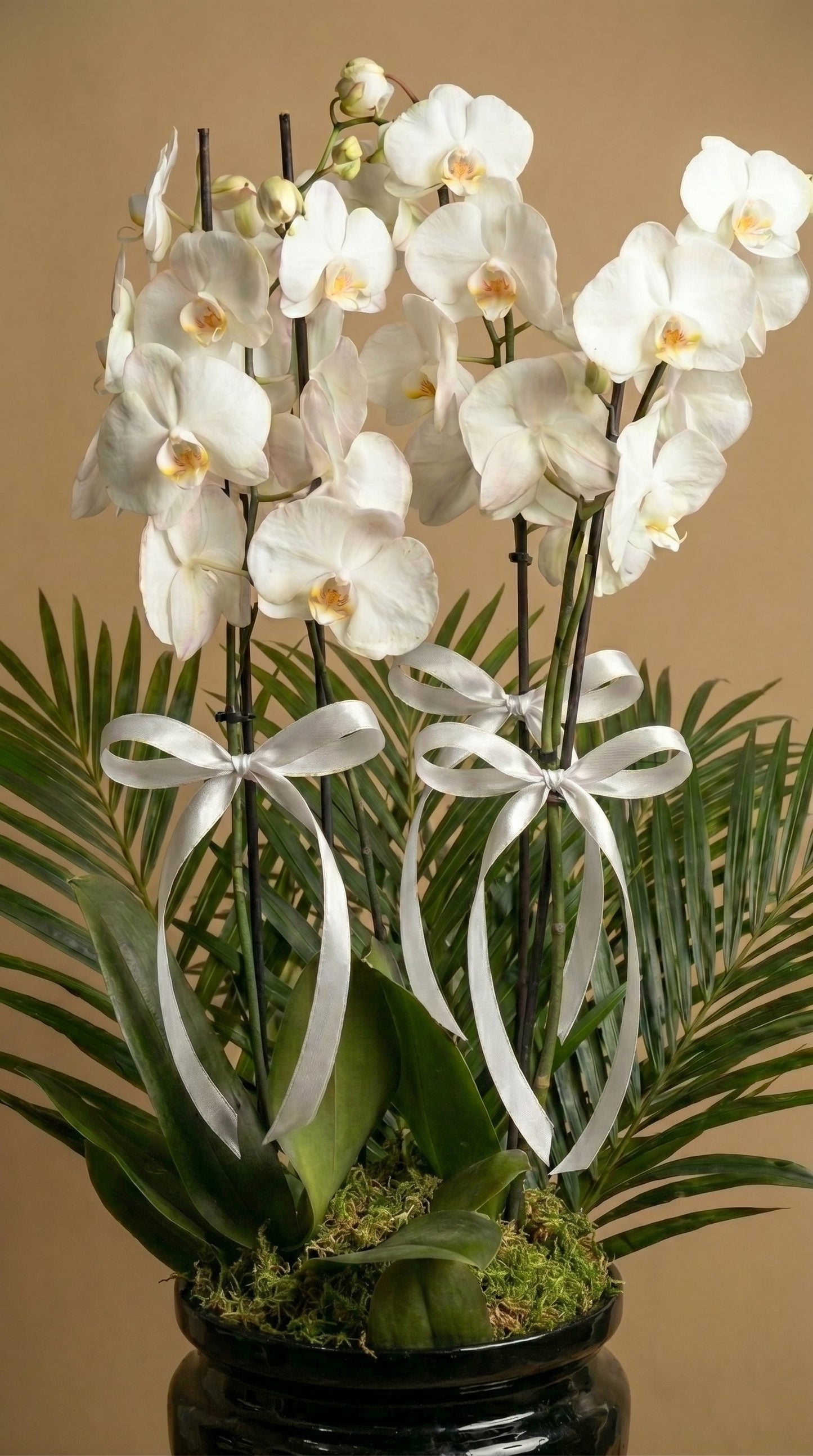 Midnight Elegance Orchid Siyah Vazoda Beyaz Orkide