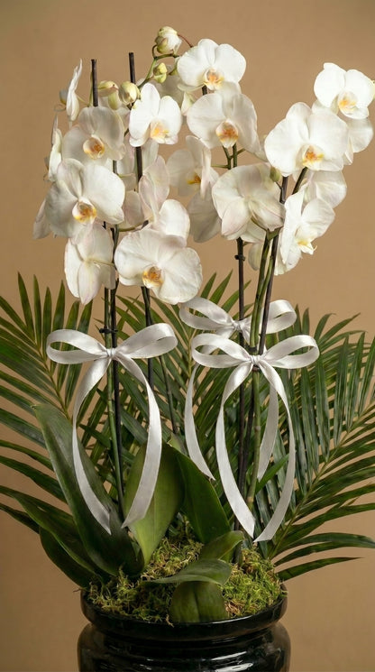 Midnight Elegance Orchid Siyah Vazoda Beyaz Orkide