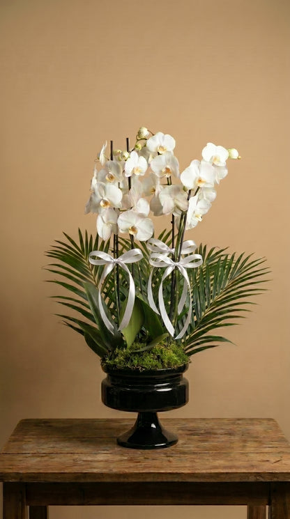 Midnight Elegance Orchid Siyah Vazoda Beyaz Orkide