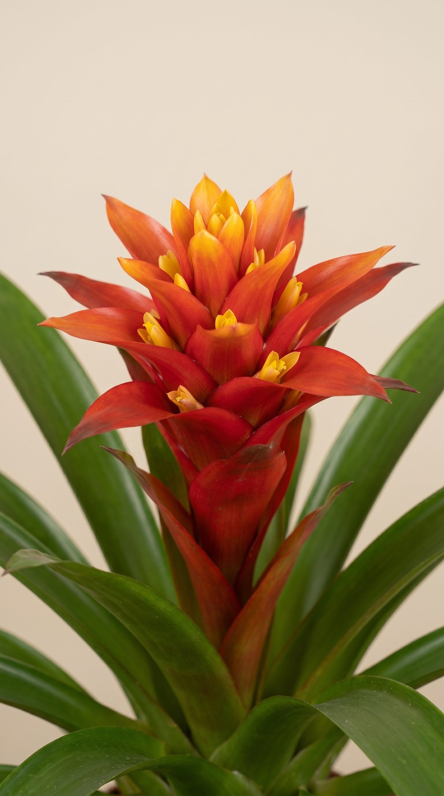 Scarlet Flame Guzmania Cam Vazoda Kırmızı Guzmanya